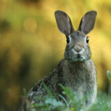 Die FBS wünscht schöne Osterferien