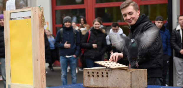 Taube als Friedenssymbol wurde in die Freiheit entlassen